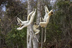 Golden-crowned Sifakas or Tattersalls Sifakas (Propithecus tattersalli) feeding Golden-crowned Sifakas or Tattersalls Sifakas (Propithecus tattersalli) feeding