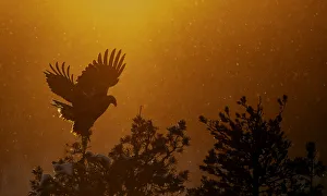 Boreal Forest Gallery: Golden Eagle adult (Aquila chrysaetos) silhouetted in tree after sunset, Kuusamo
