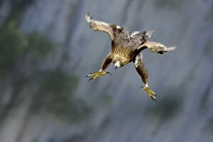 Images Dated 19th June 2008: Golden Eagle (Aquila chrysaetos) swooping with folded wings and extended tallons