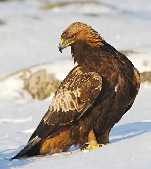 Golden Eagle (Aquila chrysaetos), juvenile standing in the snow. Utajrvi, Finland