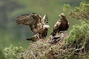 Images Dated 30th June 2014: Golden eagle (Aquila chrysaetos) pair at nest in pine tree, Glen Tanar Estate, Cairngorms