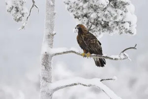 Golden eagle (Aquila chrysaetos) perched in snow covered tree. Kalvtrask, Vasterbotten Golden eagle (Aquila chrysaetos) perched in snow covered tree. Kalvtrask, Vasterbotten