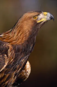 Golden Eagle (Aquila chrysaetos) controlled, close-up of falconers bird, Southern Scotland