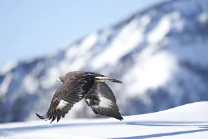 Golden eagle (Aquila chrysaetos) in flight over snow, Alps, Austria, controlled conditions Golden eagle (Aquila chrysaetos) in flight over snow, Alps, Austria, controlled conditions