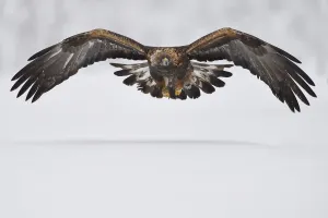 Golden eagle (Aquila chrysaetos) in flight over snow. Kalvtrask, Vasterbotten, Lapland Golden eagle (Aquila chrysaetos) in flight over snow. Kalvtrask, Vasterbotten, Lapland