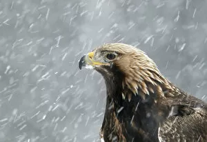 Images Dated 19th February 2012: Golden Eagle (Aquila chrysaetos) portrait in snow, Utajarvi, Finland February