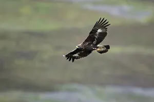 Low Angle View Gallery: Golden eagle (Aquila chrysaetos) sub-adult flying, Strathdearn, Inverness-shire, Scotland