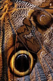 January 2023 Highlights Gallery: Golden-edged owl-butterfly (Caligo uranus), butterfly captured for the collectors market