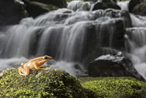 Golden frog (Hylarana aurantiaca) with waterfall in background. Coorg, Karnataka, India Golden frog (Hylarana aurantiaca) with waterfall in background. Coorg, Karnataka, India