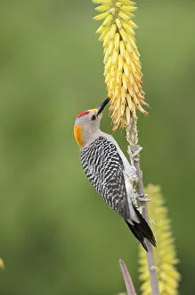 Images Dated 9th April 2010: Golden-fronted Woodpecker (Melanerpes aurifrons), male feeding from Torch Lily, Red Hot Poker