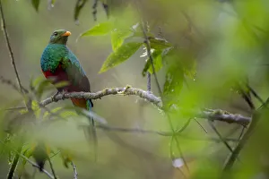 Golden Headed Quetzal Golden Headed Quetzal