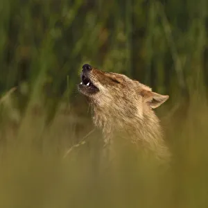 Golden jackal (Canis aureus) howling in grassland. Danube Delta, Romania, May Golden jackal (Canis aureus) howling in grassland. Danube Delta, Romania, May