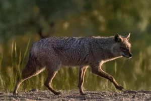 Golden jackal (Canis aureus) walking on sand. Danube Delta, Romania, May Golden jackal (Canis aureus) walking on sand. Danube Delta, Romania, May