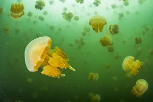 Golden jellyfish (Mastigias sp.) swarm in a marine lake, Jellyfish Lake, Eil Malk island Golden jellyfish (Mastigias sp.) swarm in a marine lake, Jellyfish Lake, Eil Malk island