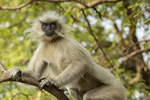 Golden langur (Trachypithecus geei) sitting in tree, Umanada Temple Island, Assam, India Golden langur (Trachypithecus geei) sitting in tree, Umanada Temple Island, Assam, India