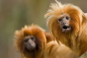 Golden lion tamarin {Leontopithecus rosalia} captive, Peru, Critically endangered Golden lion tamarin {Leontopithecus rosalia} captive, Peru, Critically endangered