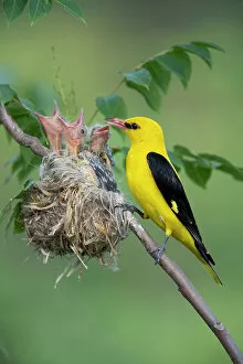 Balkans Collection: Golden Oriole (Oriolus oriolus) male feeding its chicks at nest, Bulgaria