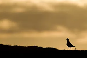 Golden plover (Pluvialis apricaria) silhouette at sunrise on moorland, Scotland, UK, June Golden plover (Pluvialis apricaria) silhouette at sunrise on moorland, Scotland, UK, June