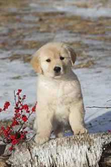 Golden retriever puppy, age 9 weeks in early January, Spencer, Massachusetts, USA Golden retriever puppy, age 9 weeks in early January, Spencer, Massachusetts, USA