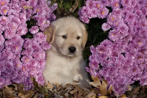 Golden Retriever puppy amongst autumn leaves and Chrysanthemum flowers, Illinois, USA Golden Retriever puppy amongst autumn leaves and Chrysanthemum flowers, Illinois, USA