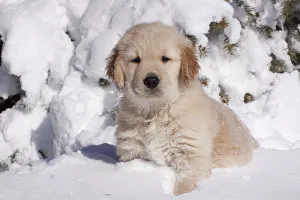 Golden Retriever puppy sitting in snow. Big Rock, Illinois, USA, February Golden Retriever puppy sitting in snow. Big Rock, Illinois, USA, February