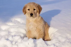 Golden Retriever puppy sitting in snow in late afternoon Golden Retriever puppy sitting in snow in late afternoon