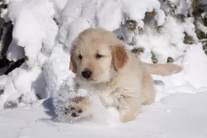 Golden Retriever puppy walking through snow. Big Rock, Illinois, USA, February Golden Retriever puppy walking through snow. Big Rock, Illinois, USA, February