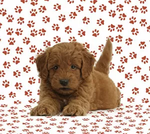 Images Dated 23rd October 2012: Golden Retriever x Poodle F1b Goldendoodle puppy on paw print background