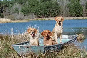 Images Dated 28th February 2003: Golden retrievers in boat {Canis familiaris} USA