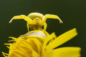 Golden-rod crab spider (Misumena vatia) resting on Rough hawkbit flower (Leontodon hispidus) while in hunting pose Golden-rod crab spider (Misumena vatia) resting on Rough hawkbit flower (Leontodon hispidus) while in hunting pose