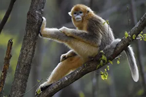 Golden Snub-nosed Monkey (Cercopithecidae) Golden Snub-nosed Monkey (Cercopithecidae)