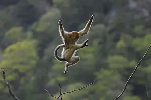 Golden snub-nosed monkey (Rhinopithecus roxellana) jumping from branch to branch Golden snub-nosed monkey (Rhinopithecus roxellana) jumping from branch to branch