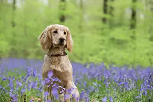 Domestic Animal Gallery: Golden working cocker spaniel puppy sitting amongst bluebells in beech woodland. Micheldever Woods