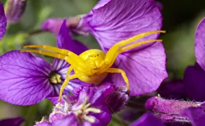 Goldenrod crab spider (Misumena vatia) in hunting pose on Honesty flowers, Bristol, UK Goldenrod crab spider (Misumena vatia) in hunting pose on Honesty flowers, Bristol, UK