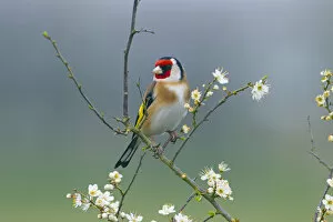 Images Dated 31st March 2014: Goldfinch (Carduelis carduelis) on blackthorn blossom. Norfolk, UK, March