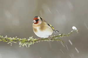 Images Dated 4th December 2011: Goldfinch (Carduelis carduelis) perched on branch in snow, Scotland, UK, December