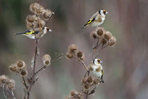 Images Dated 4th November 2009: Goldfinch (Carduelis carduelis) three perched feeding on Burdock seeds, UK