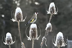 Images Dated 17th December 2010: Goldfinch (Carduelis carduelis) perched on teazel seedhead (Dipsacus sp) in winter