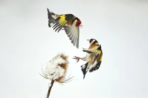 Two Goldfinches (Carduelis carduelis) squabbling over Common teasel (Dipsacus fullonum) Two Goldfinches (Carduelis carduelis) squabbling over Common teasel (Dipsacus fullonum)