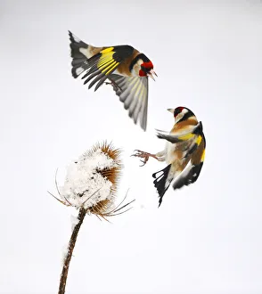 Goldfinches (Carduelis carduelis) squabbling over teasel seeds in winter. Hope Farm RSPB reserve Goldfinches (Carduelis carduelis) squabbling over teasel seeds in winter. Hope Farm RSPB reserve