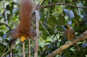 Images Dated 23rd September 2004: Goldies Bird of Paradise (Paradisaea decora) male displaying to female at lek