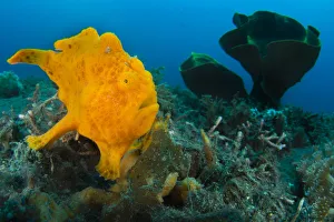 Golf-ball sized Painted frogfish (Antennarius pictus) waiting to ambush prey disguised Golf-ball sized Painted frogfish (Antennarius pictus) waiting to ambush prey disguised