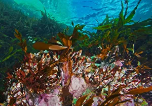 Gooseneck barnacles (Pollicipes Polymerus) amongst kelp, Nakwakto Rapids Gooseneck barnacles (Pollicipes Polymerus) amongst kelp, Nakwakto Rapids