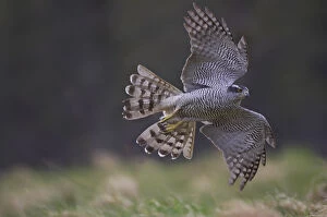 Images Dated 17th April 2005: Goshawk (Accipiter gentilis) in flight over woodland clearing, Cairngorms National Park