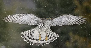 Goshawk (Accipiter gentilis) flying in snow, Mainua Kajaani, Finland. March Goshawk (Accipiter gentilis) flying in snow, Mainua Kajaani, Finland. March