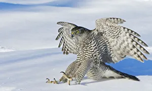 Goshawk (Accipiter gentilis) landing in snow, Mainua Kajaani, Finland. March Goshawk (Accipiter gentilis) landing in snow, Mainua Kajaani, Finland. March
