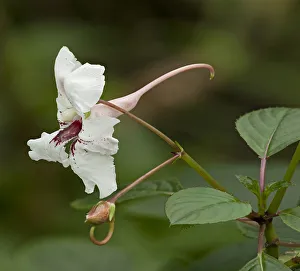 Grand balsam (Impatiens grandis) with long spur. Pollinated by butterflies, native Grand balsam (Impatiens grandis) with long spur. Pollinated by butterflies, native