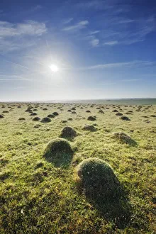 Grass covered anthills in ancient chalk grassland at dawn, Parsonage Down NNR, Wiltshire Grass covered anthills in ancient chalk grassland at dawn, Parsonage Down NNR, Wiltshire