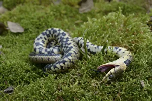 Grass snake (Natrix natrix) feigning death, Poitou, France, May Grass snake (Natrix natrix) feigning death, Poitou, France, May