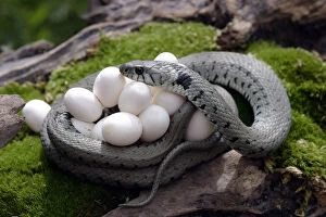 Images Dated 4th July 2003: Grass snake(Natrix natrix) coiled round eggs, Alsace, France